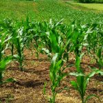 Culture de Maïs à Lomami