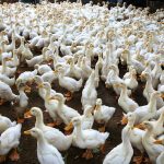 elevage-de-canards-ameliore